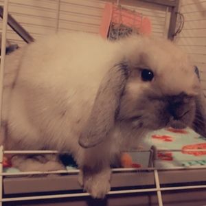 Meet your Posher, Alexis